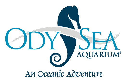 OdySea Aquarium